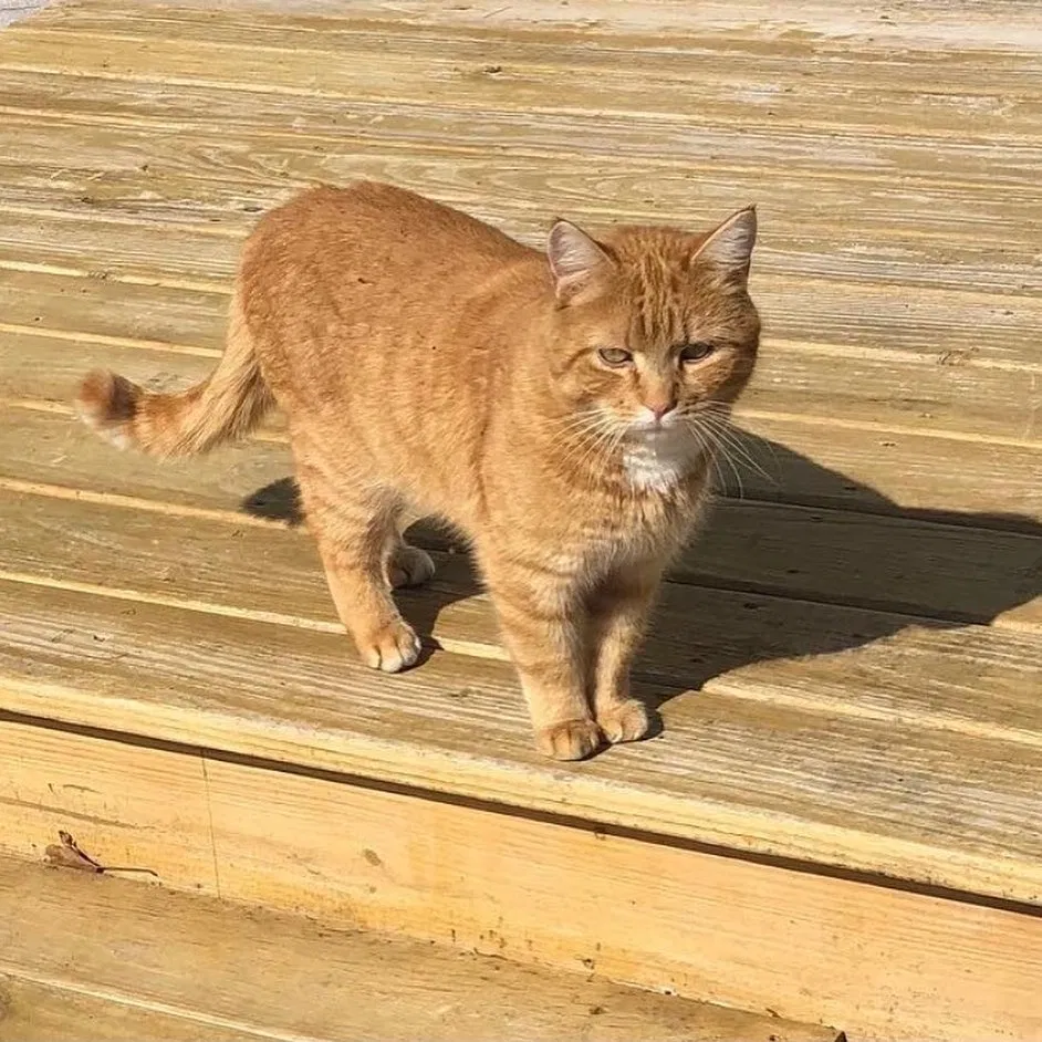 Lost cat in Center Conway, NH, 3813