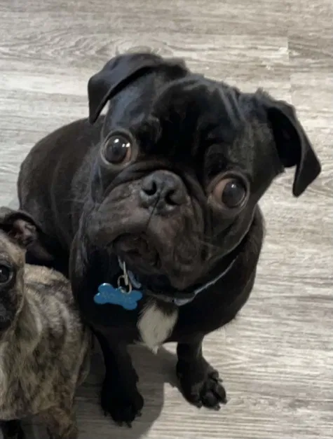 Lost dog in Fresno, TX, 77545