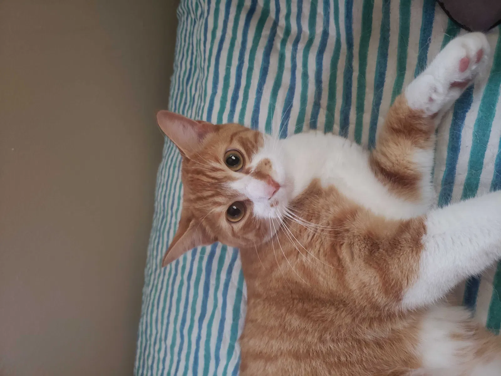 Lost cat in Toledo, OH, 43612