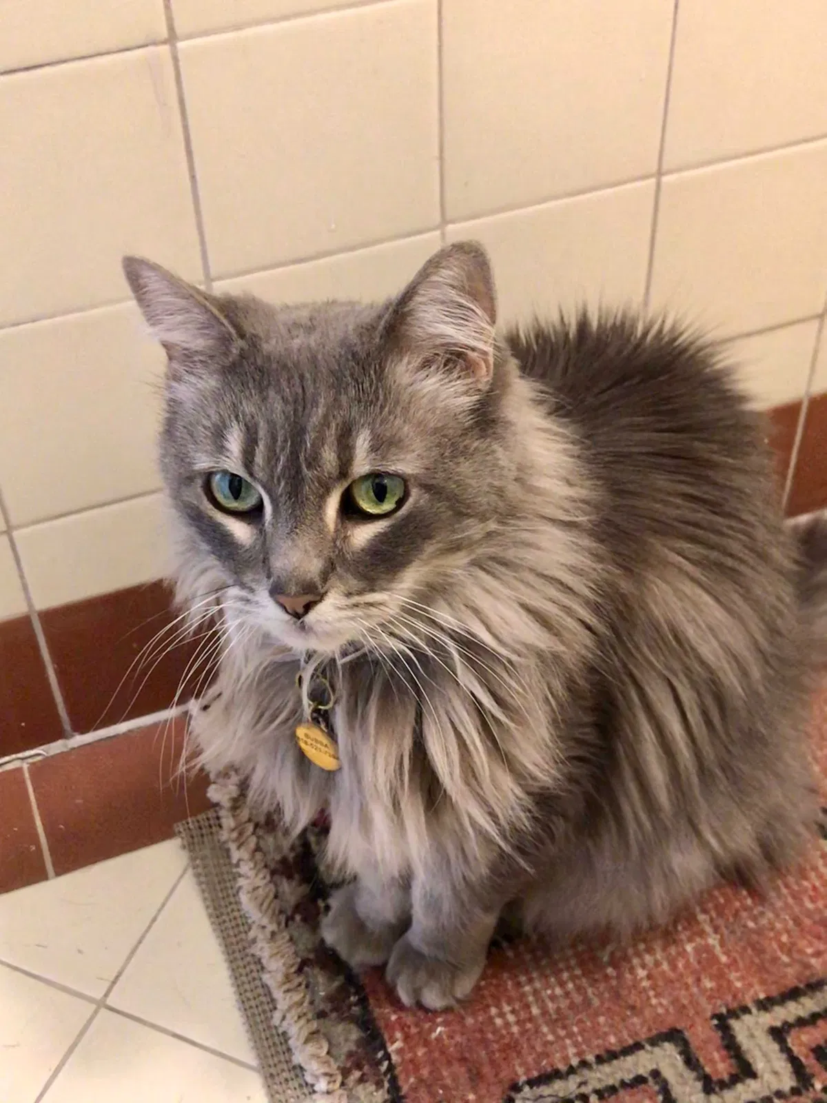 Lost cat in Los Angeles, CA, 90068