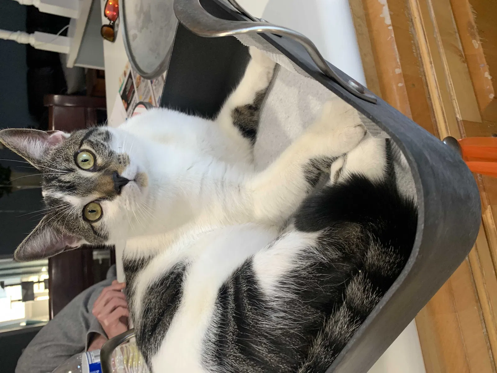 Lost cat in Long Branch, NJ, 7740