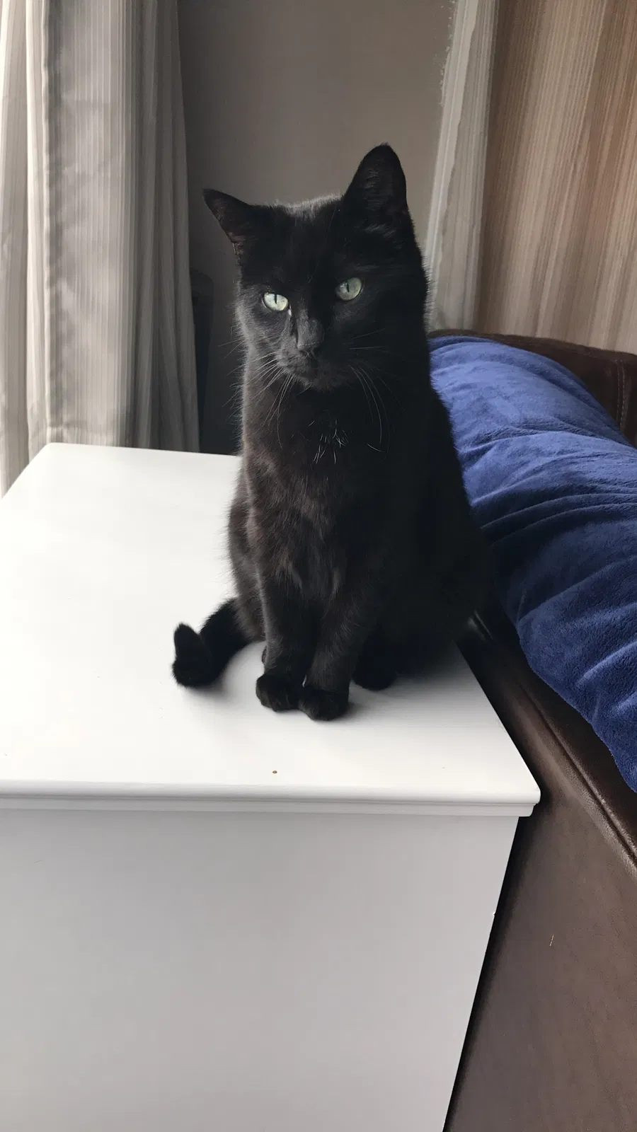 Lost cat in Toledo, OH, 43615