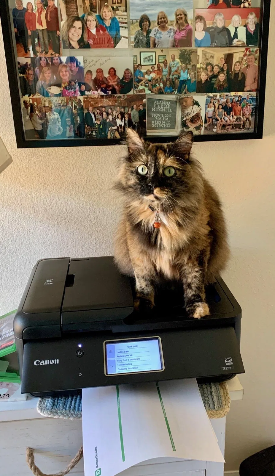 Lost cat in Columbus, OH, 43214
