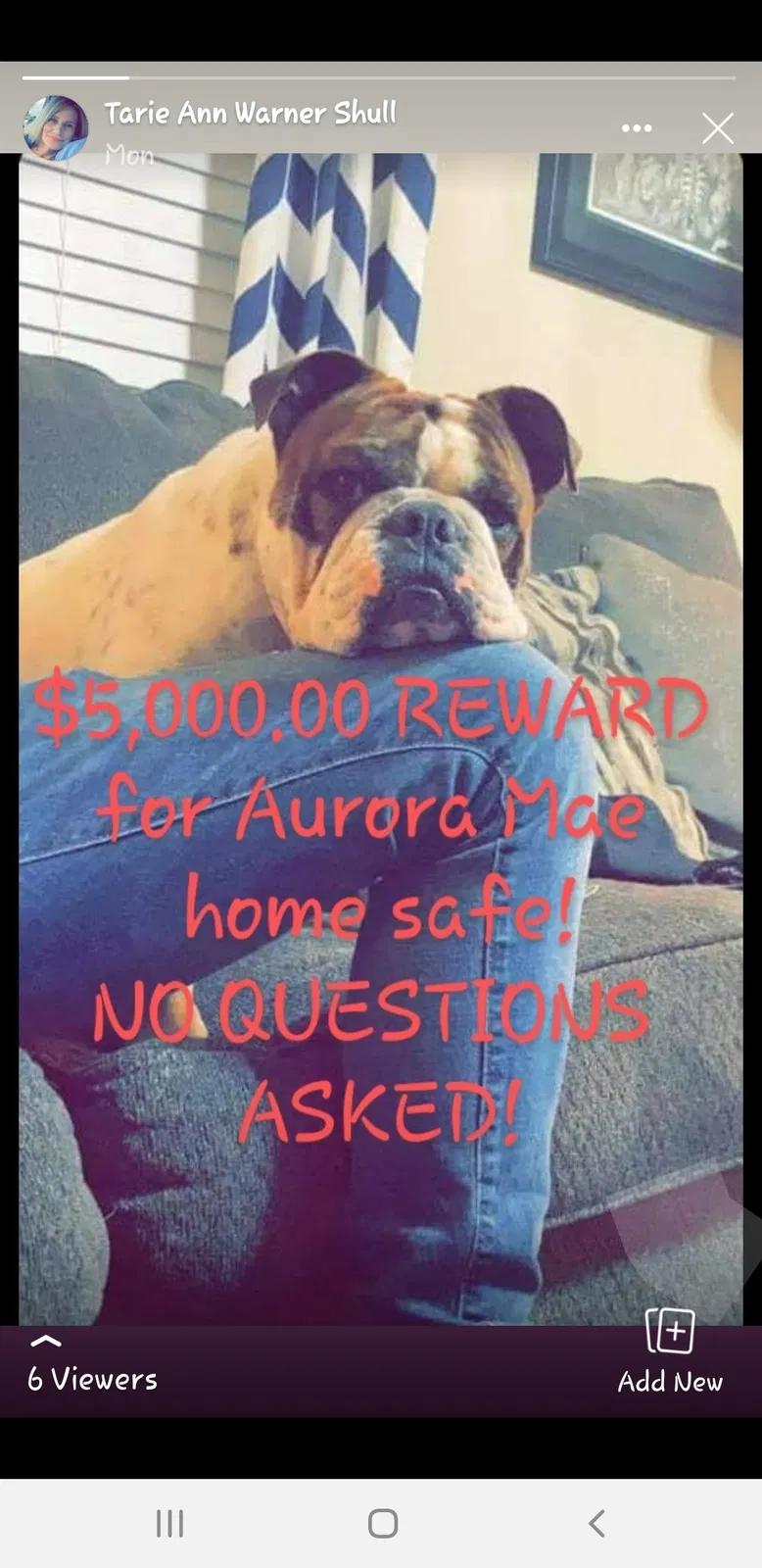 Lost dog in Mount Solon, VA, 22843