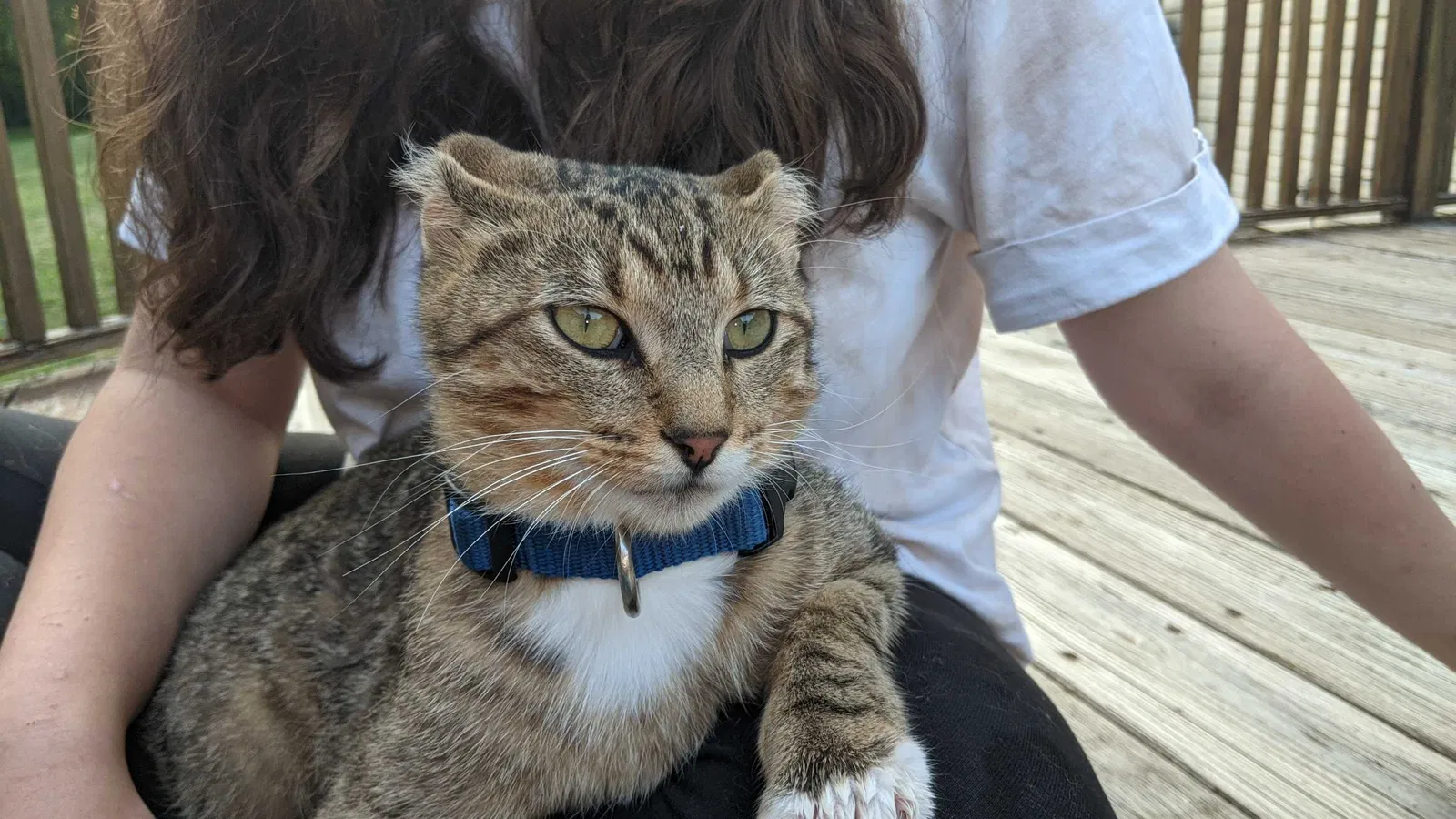 Lost cat in Belle Plaine, MN, 56011