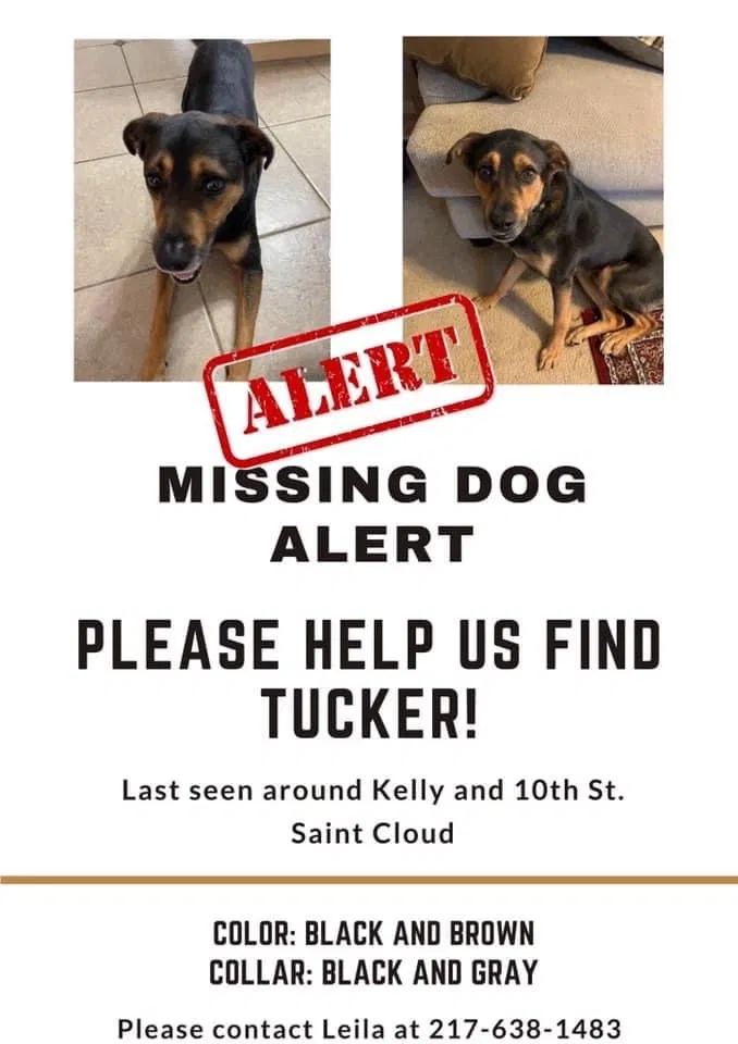 Lost dog in Saint Cloud, FL, 34771