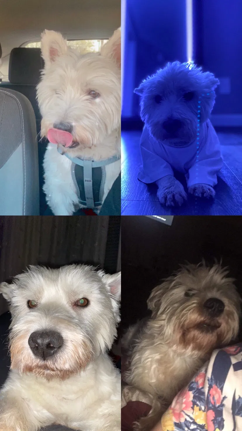 Lost dog in Phoenix, AZ, 85029