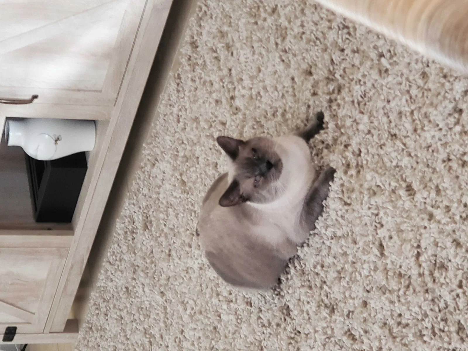 Lost cat in Fort Lauderdale, FL, 33308
