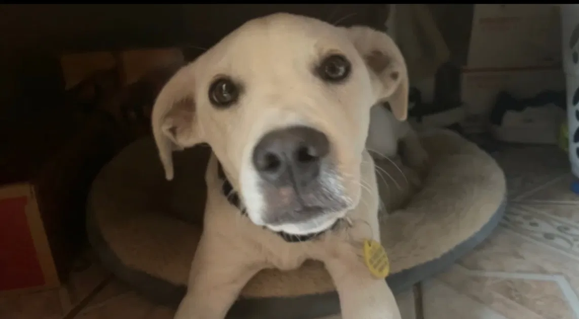 Lost dog in Lamont, CA, 93241