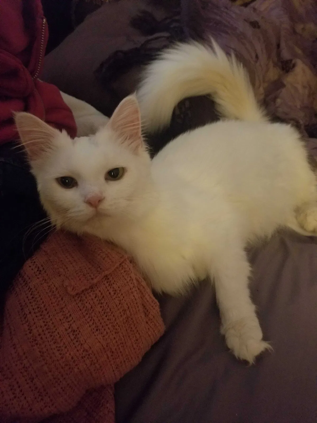 Lost cat in Spring Valley, CA, 91977
