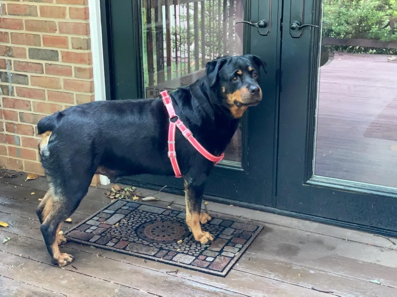 Lost dog in Rockville, MD, 20853
