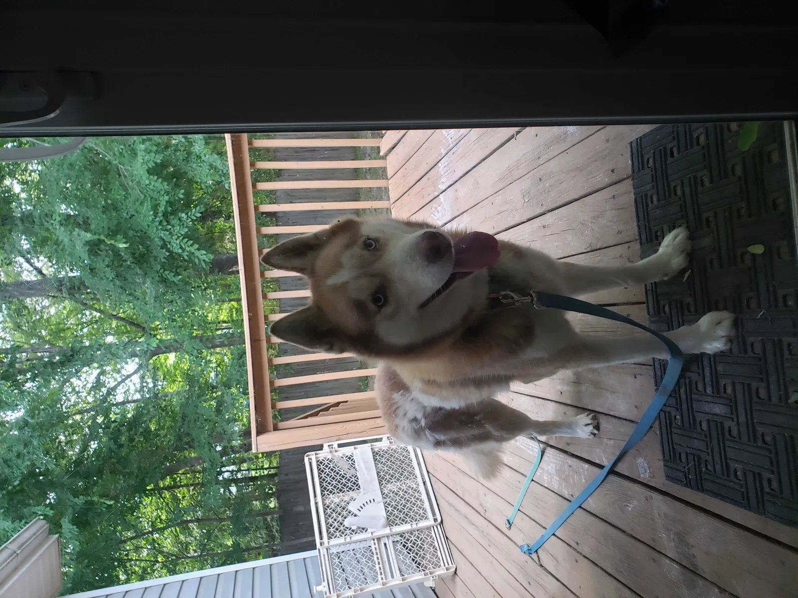Lost dog in Irmo, SC, 29063