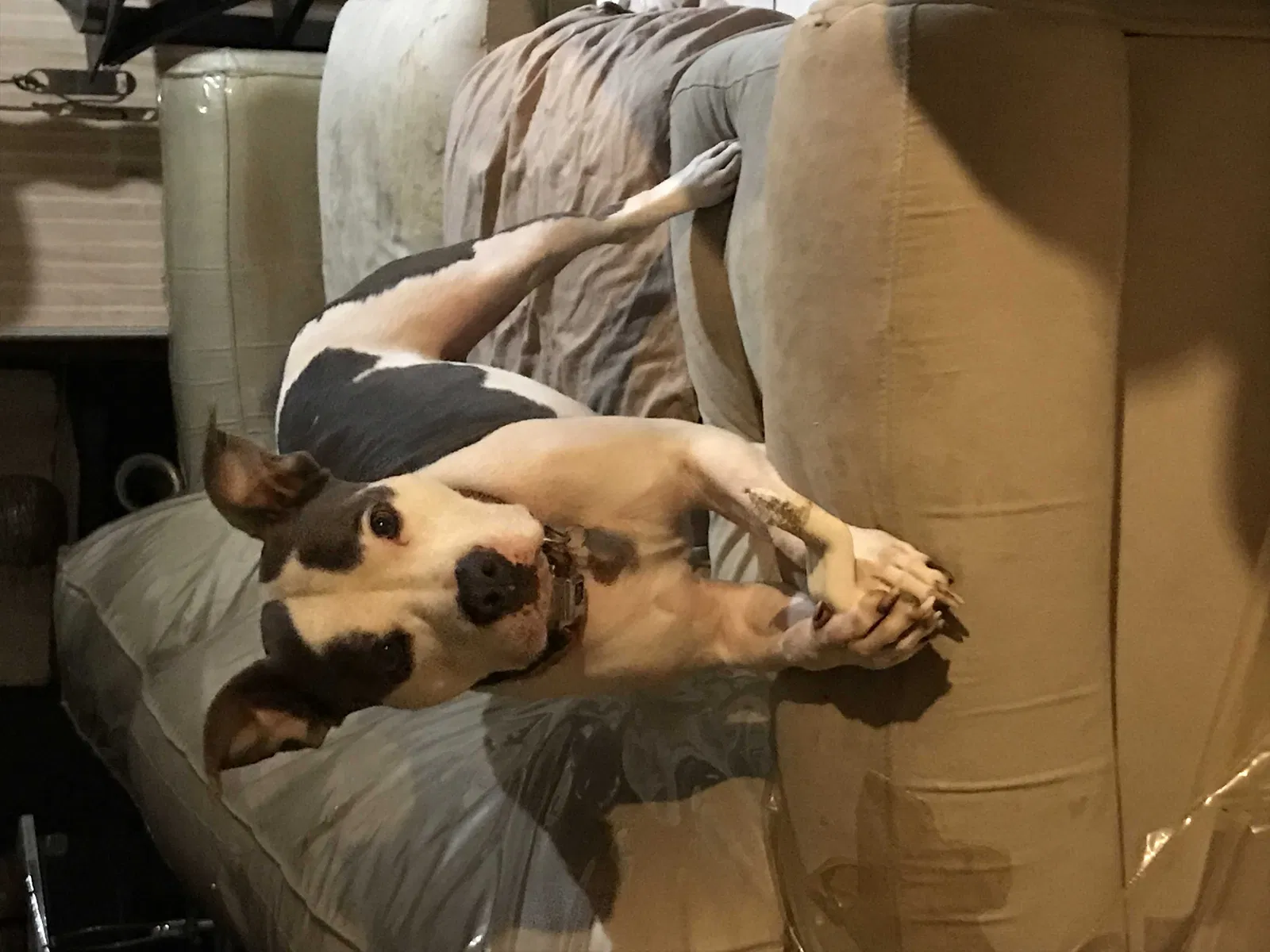 Lost dog in Hempstead, NY, 11550