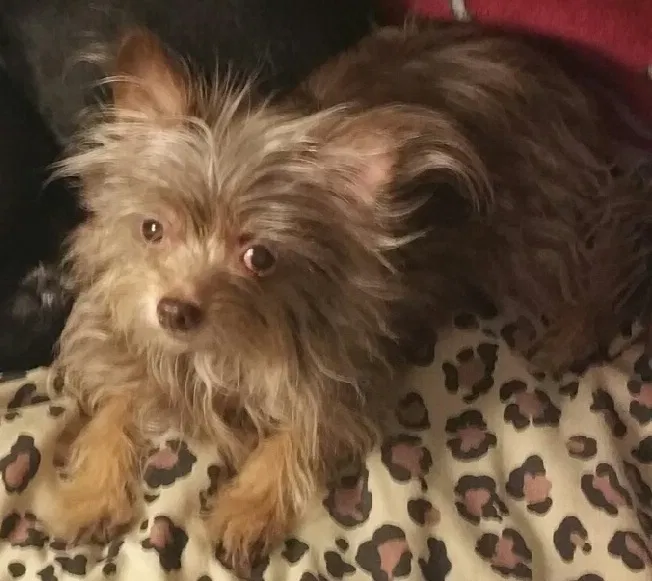 Lost dog in Escondido, CA, 92026