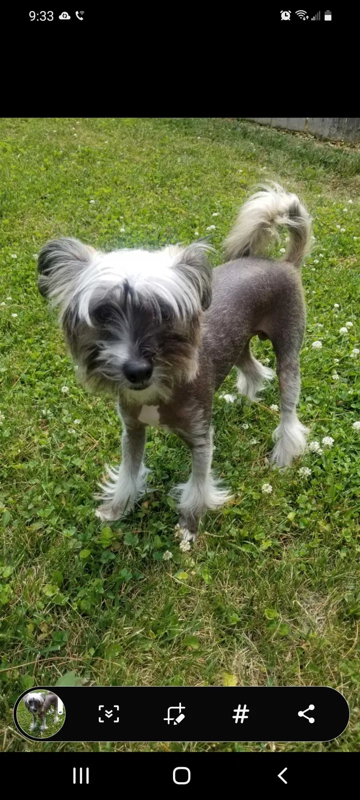 Lost dog in Saint Louis, MO, 63139