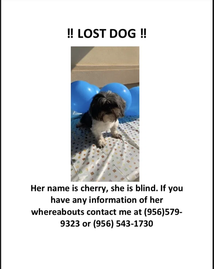 Lost dog in San Benito, TX, 78586