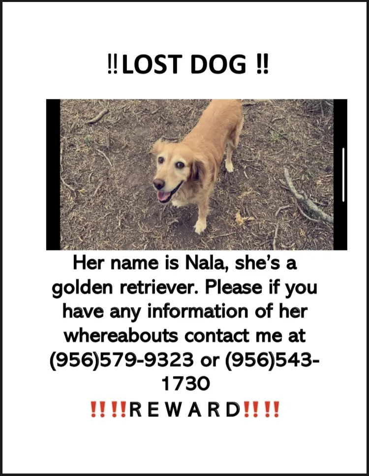 Lost dog in San Benito, TX, 78586