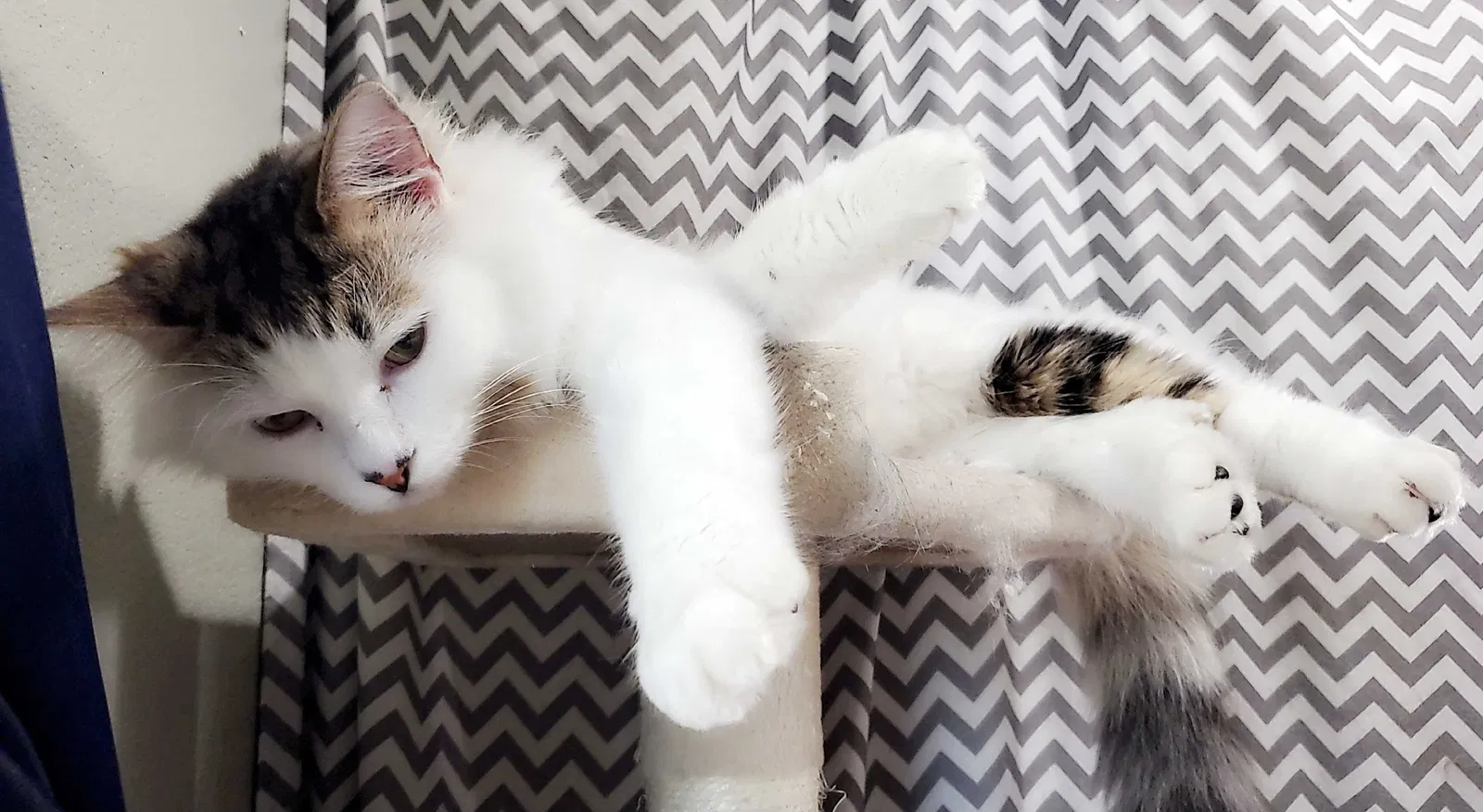 Lost cat in Wellington, CO, 80549