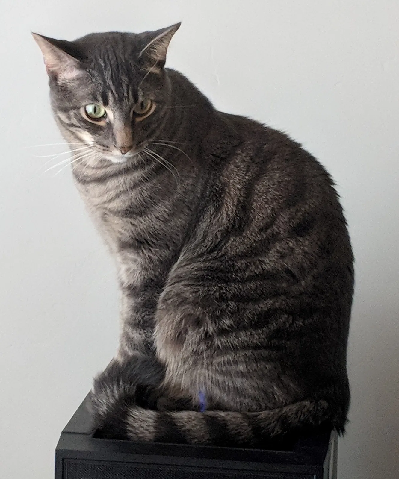 Lost cat in Saint George, UT, 84790