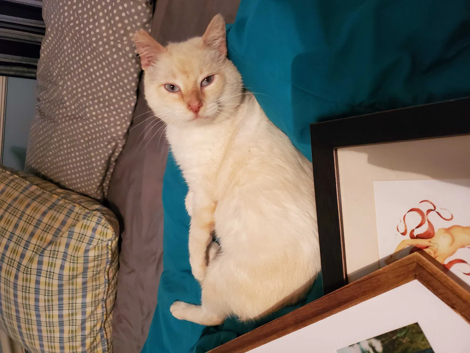 Lost cat in Liberty, SC, 29657