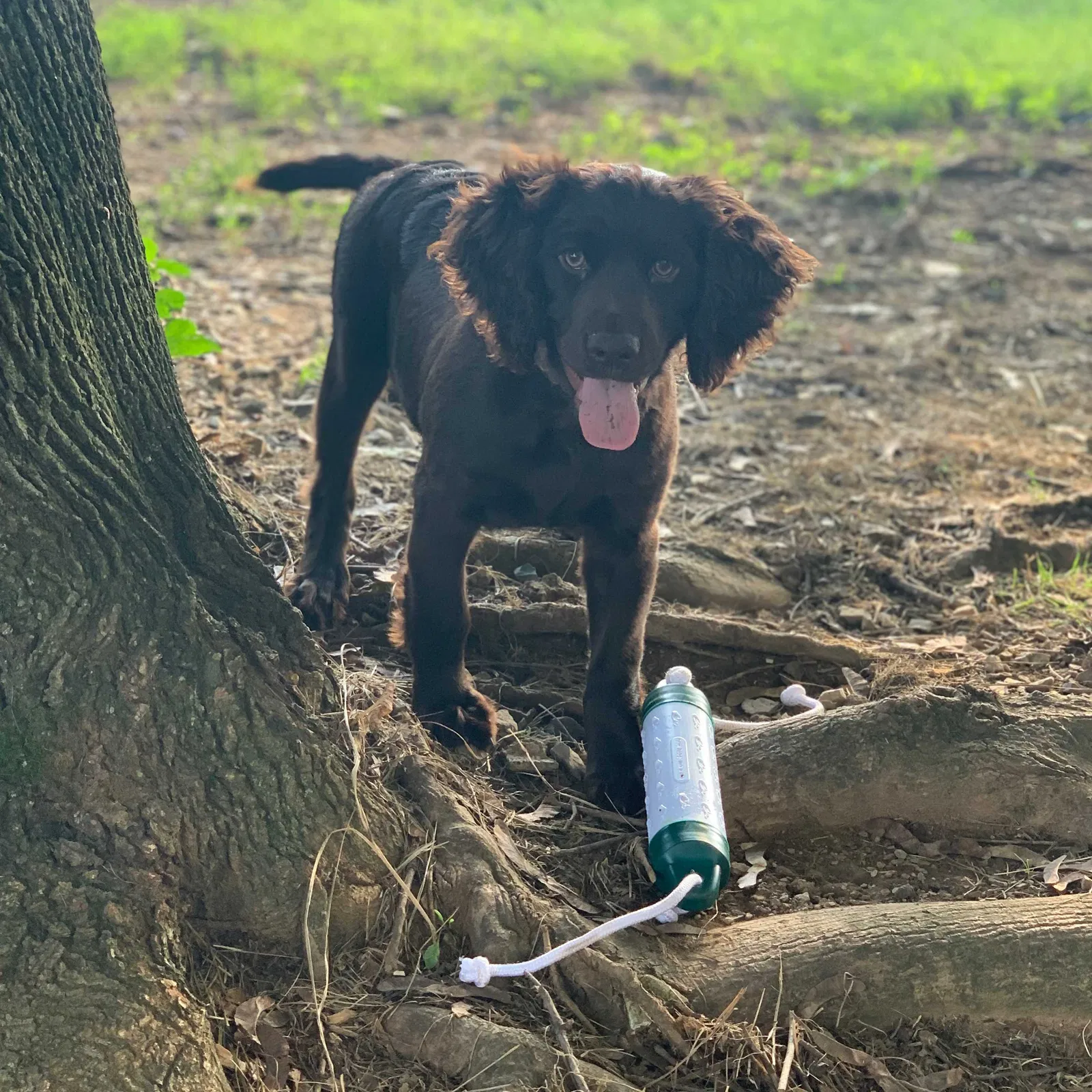Lost dog in Richland, PA, 17087