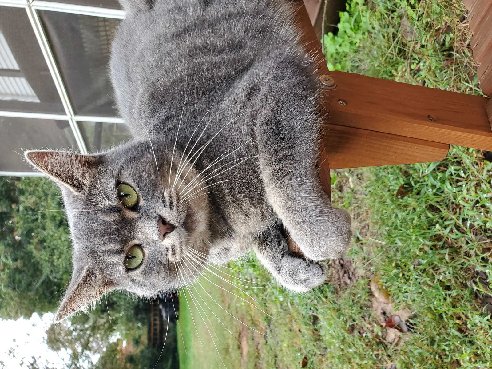 Lost cat in Liberty, SC, 29657