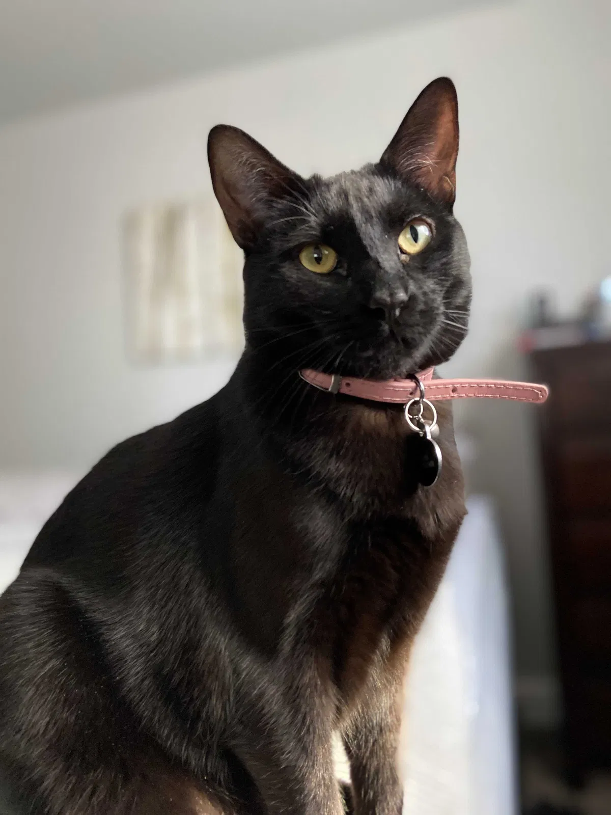 Lost cat in Sacramento, CA, 95822