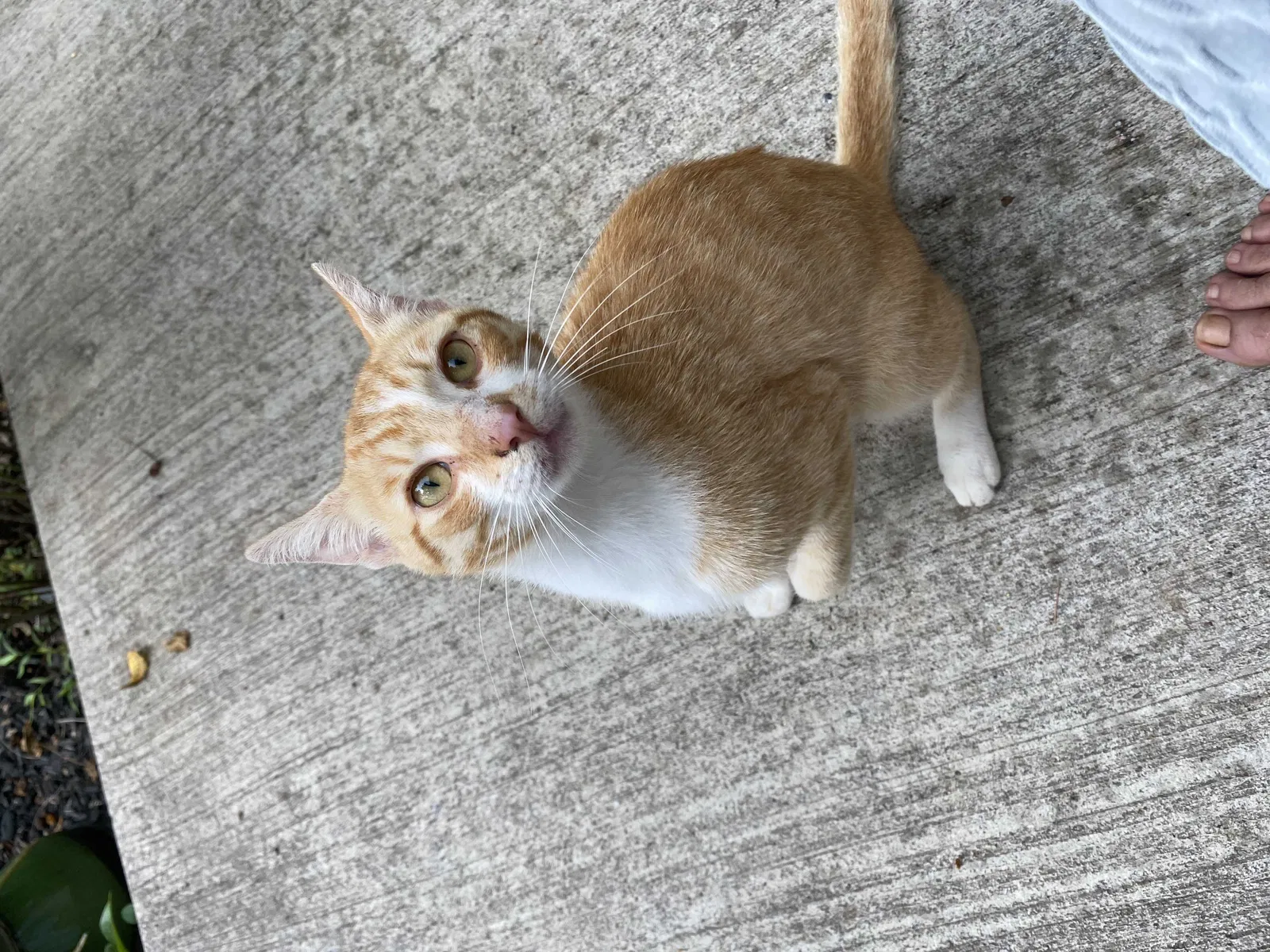 Found cat in Spring Grove, PA, 17362