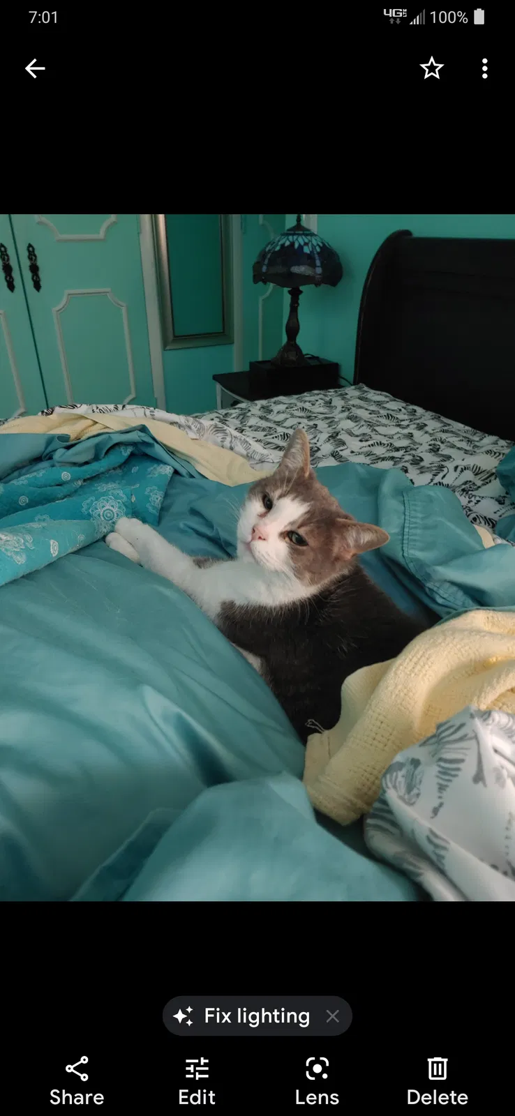 Lost cat in Lutherville Timonium, MD, 21093
