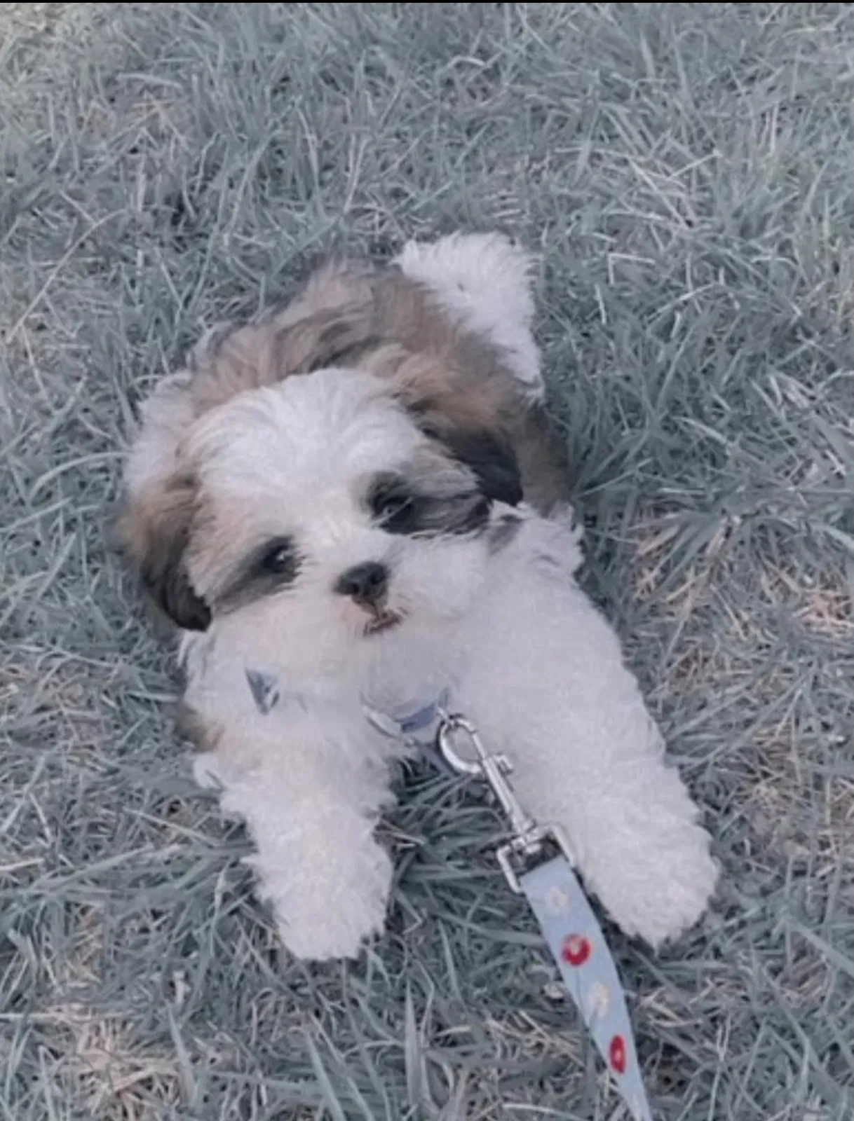 Lost dog in Lenexa, KS, 66219