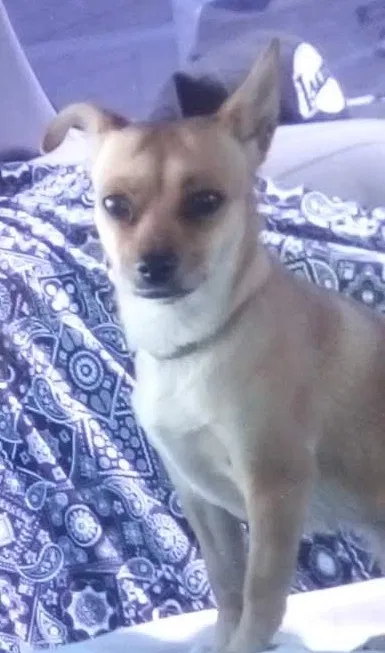 Lost dog in Fresno, CA, 93726