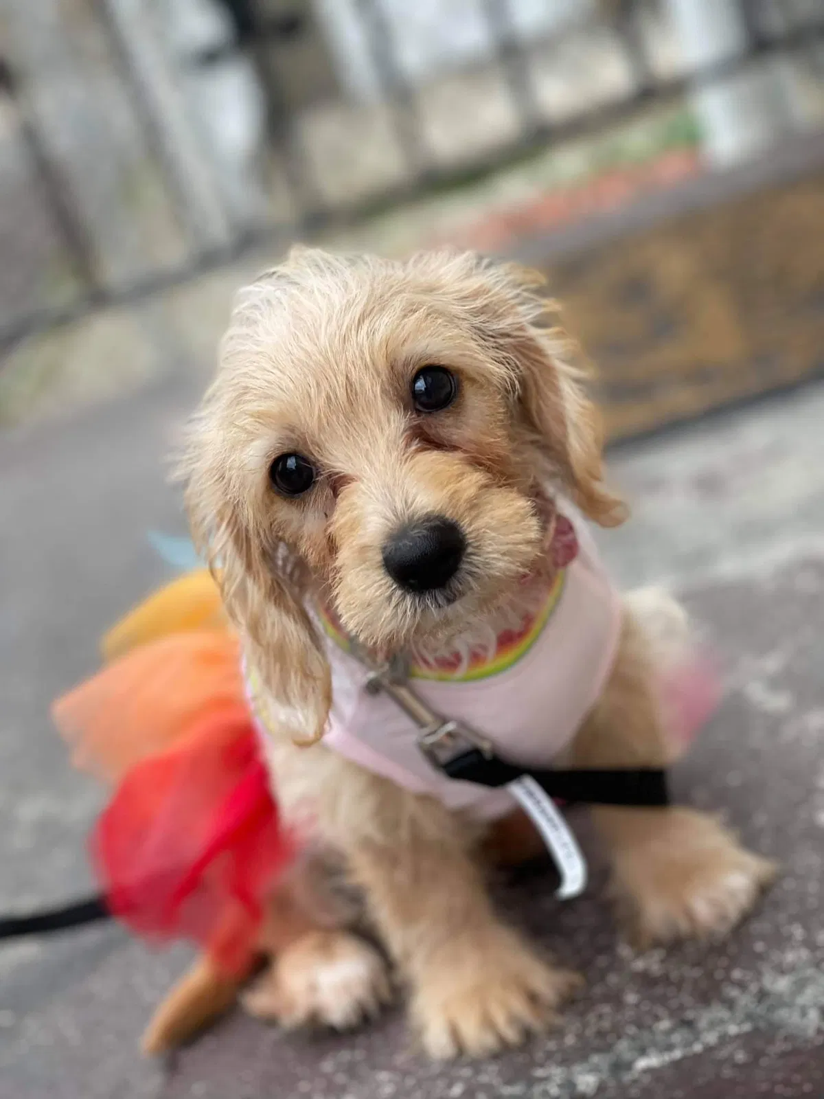Lost dog in Allentown, PA, 18102
