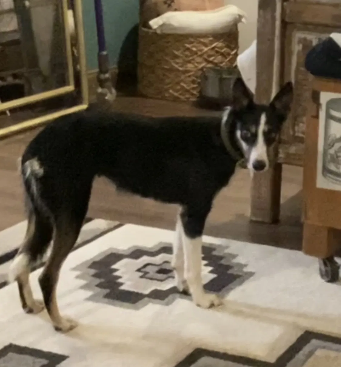 Lost dog in Springtown, TX, 76082