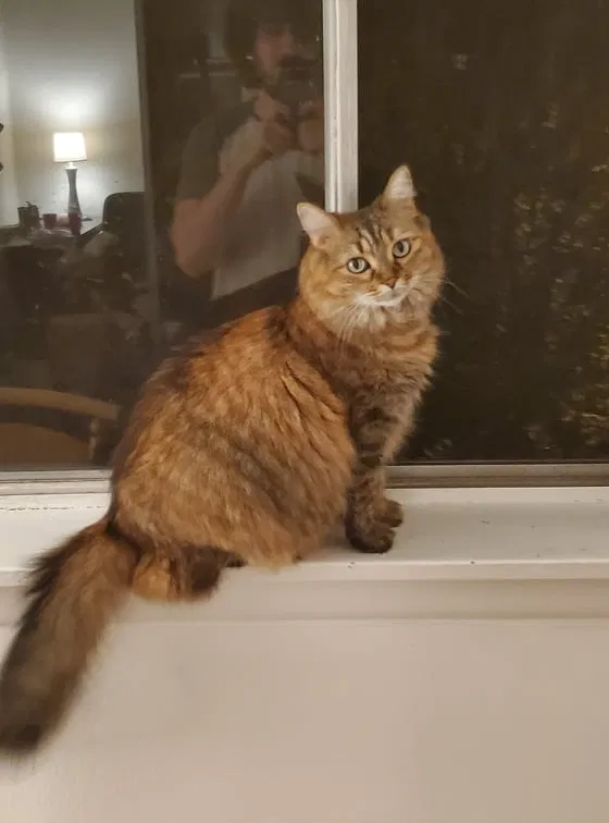 Lost cat in Gainesville, FL, 32605