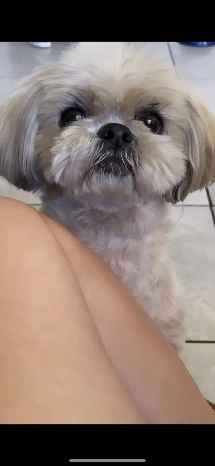 Lost dog in Los Angeles, CA, 90006