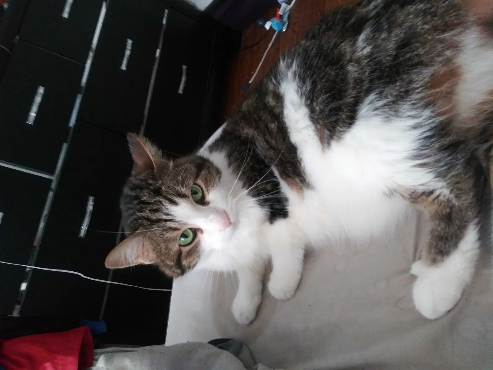 Lost cat in Chicago, IL, 60641
