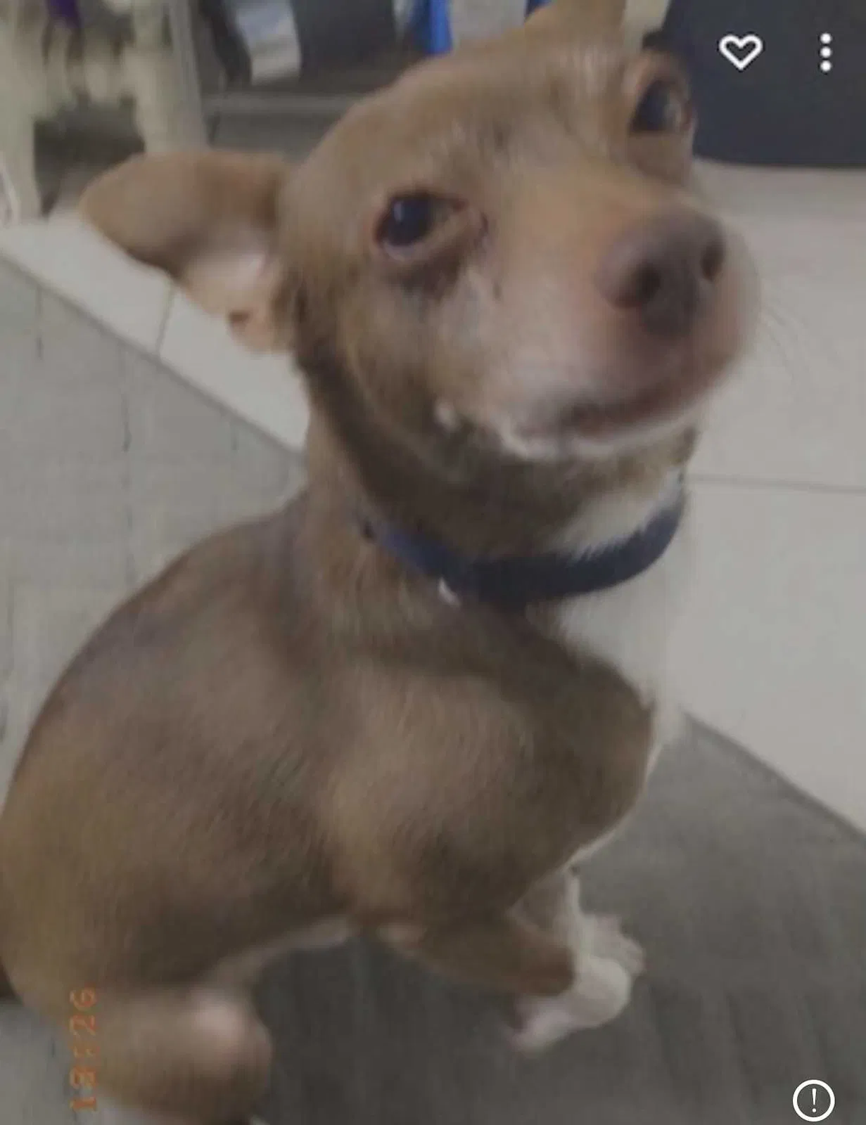 Lost dog in Chicago, IL, 60639