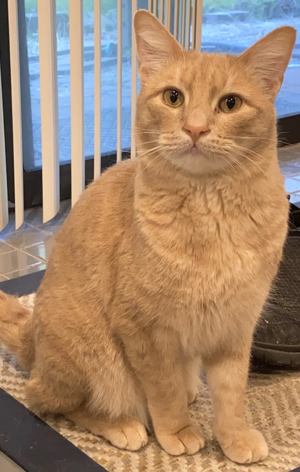 Lost cat in Seattle, WA, 98155