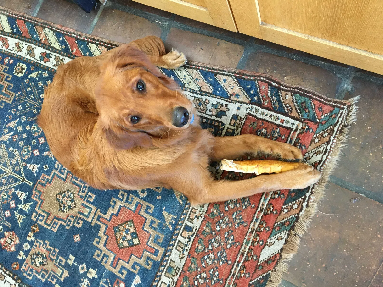 Lost dog in Richmond, CA, 94801