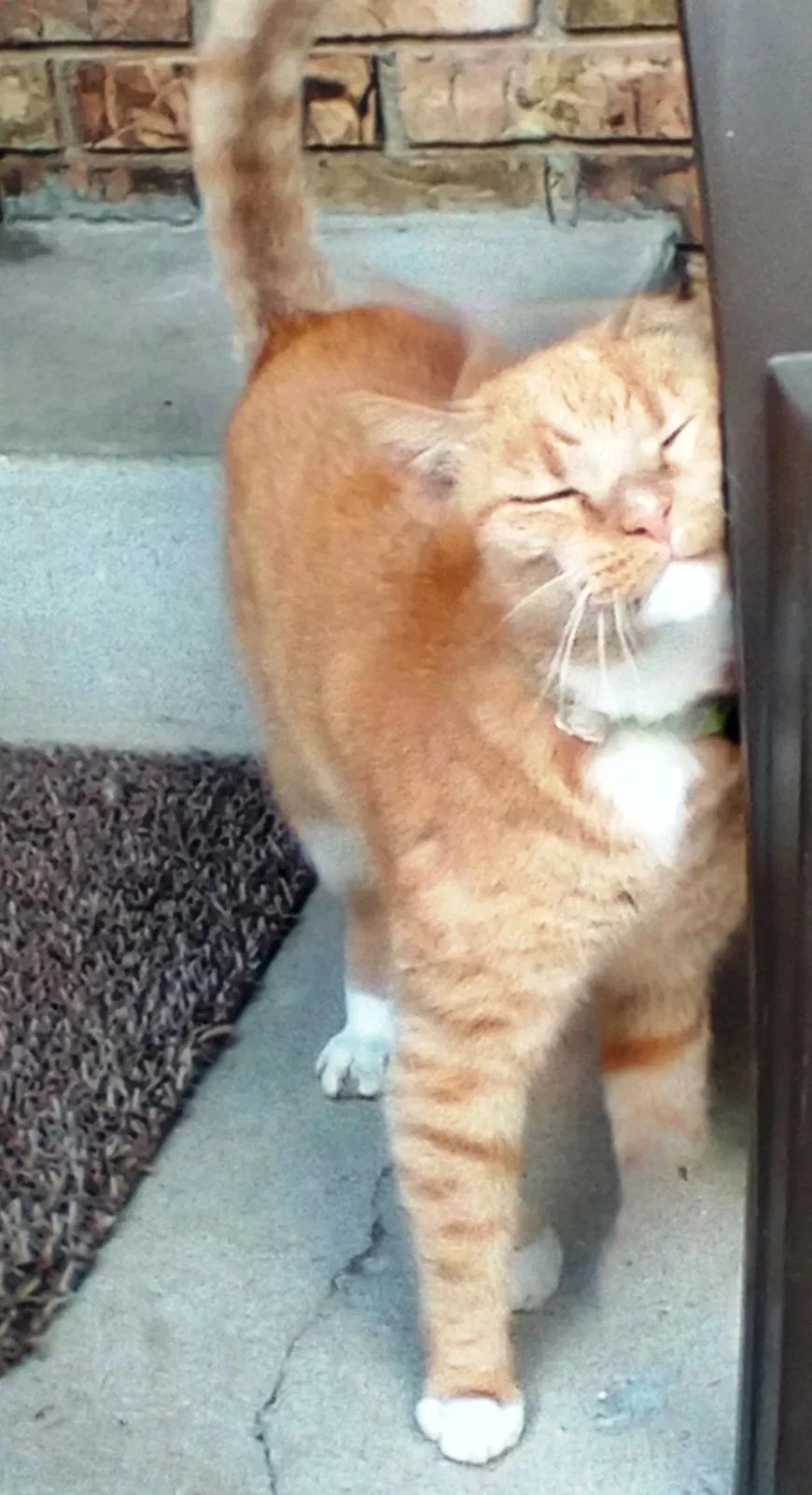 Lost cat in Indianapolis, IN, 46256