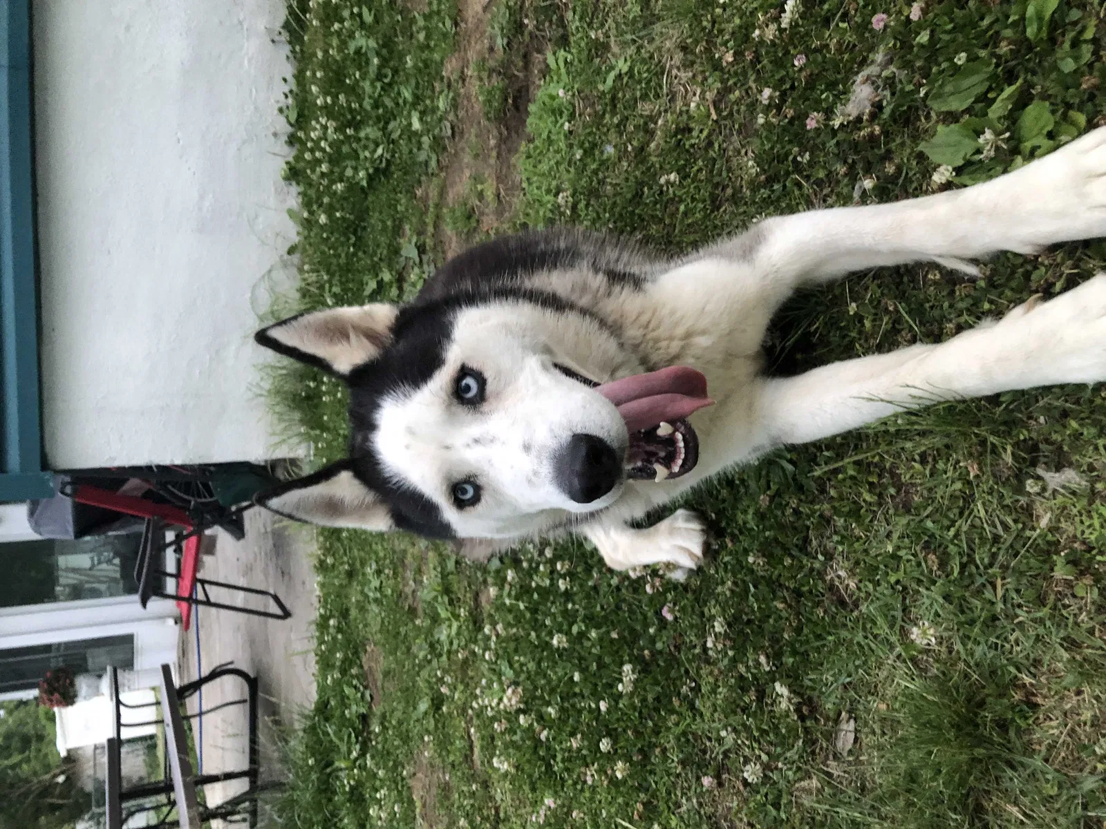 Lost dog in Beverly, NJ, 8010