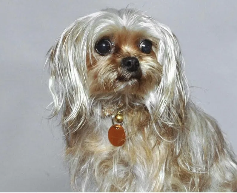 Lost dog in Miami, FL, 33133
