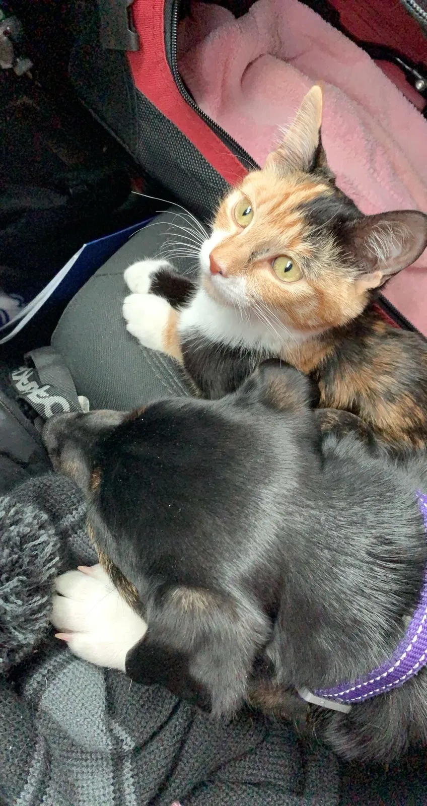 Lost cat in Manchester, NH, 3103