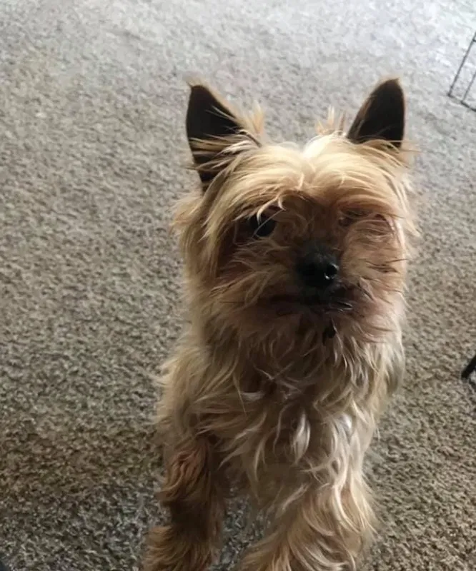 Lost dog in Saratoga Springs, UT, 84045