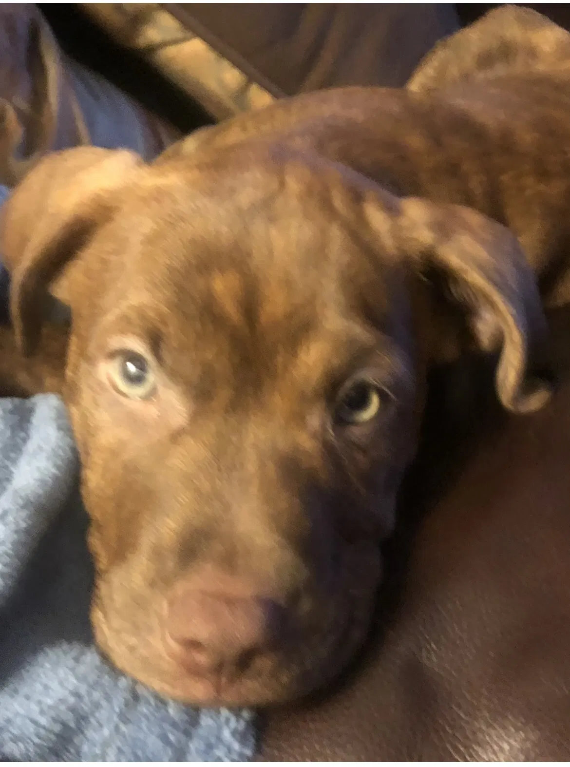 Lost dog in Cincinnati, OH, 45244