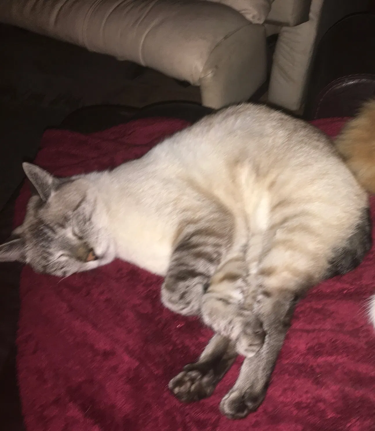 Lost cat in San Diego, CA, 92117