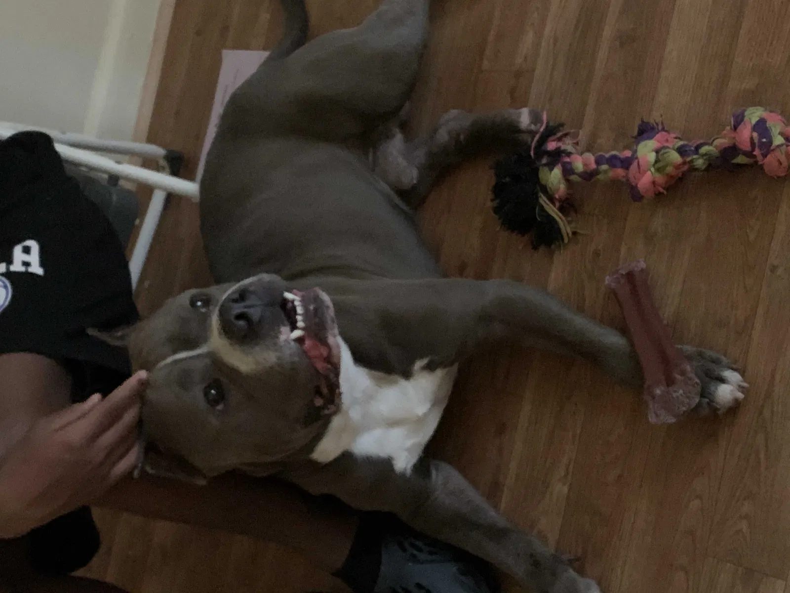 Lost dog in Petersburg, VA, 23803
