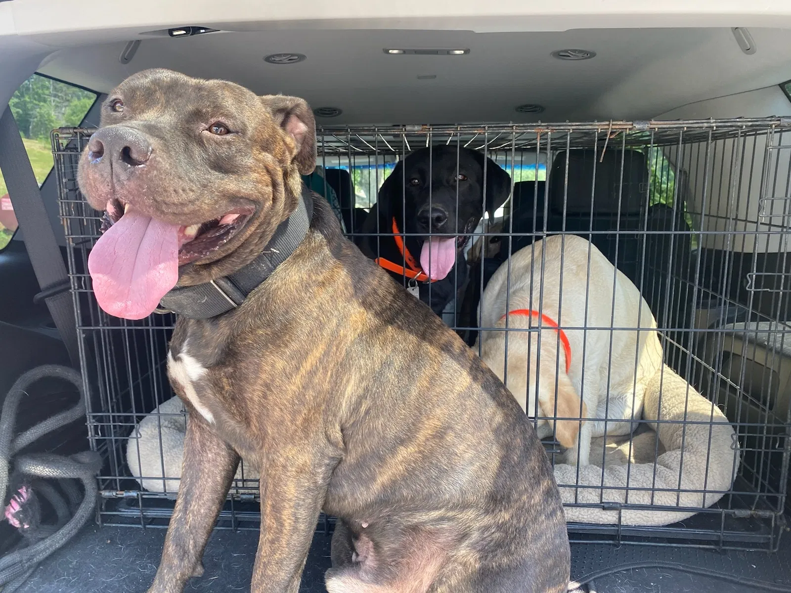 Lost dog in Hickory, NC, 28602