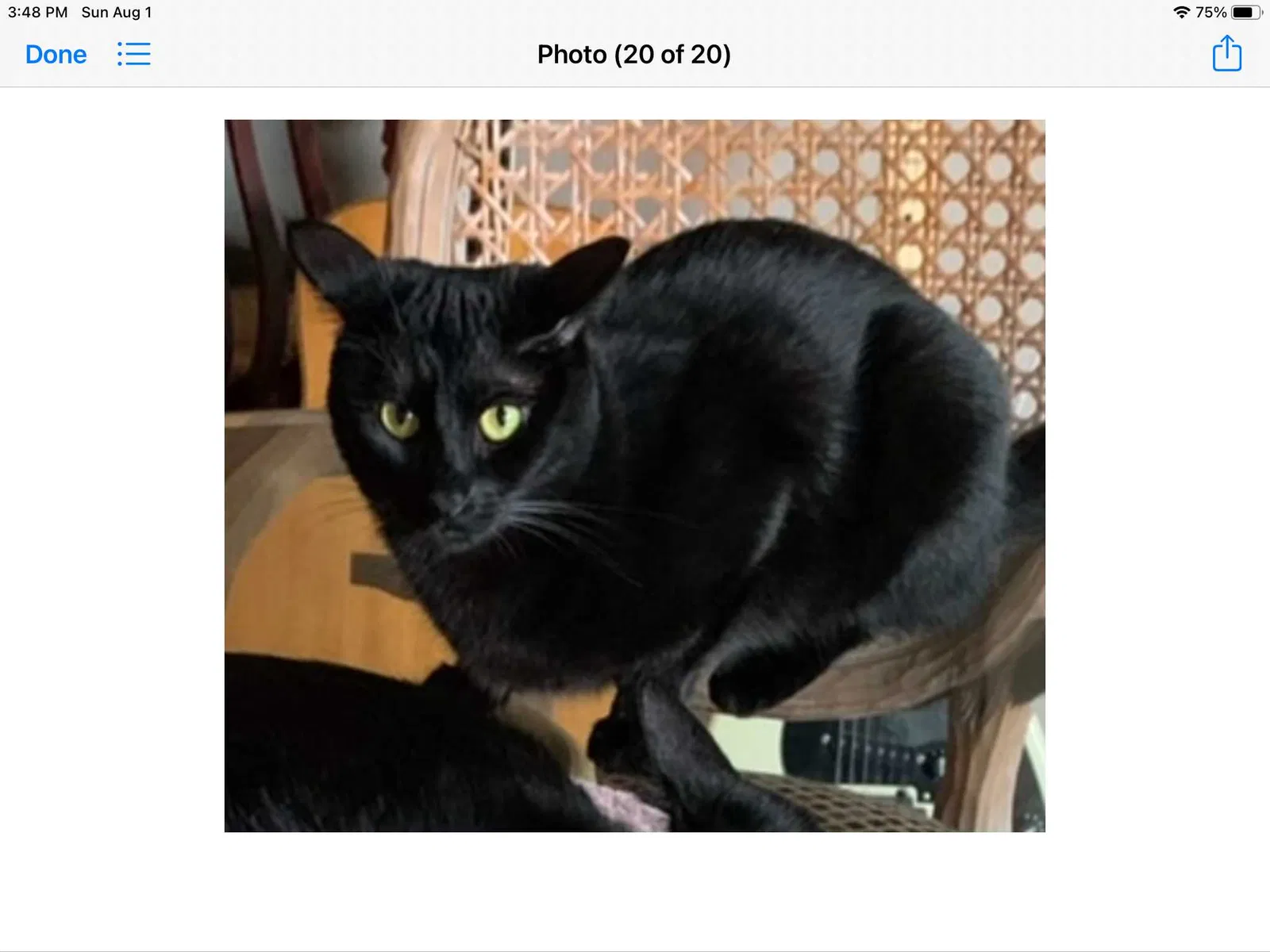 Lost cat in Costa Mesa, CA, 92627