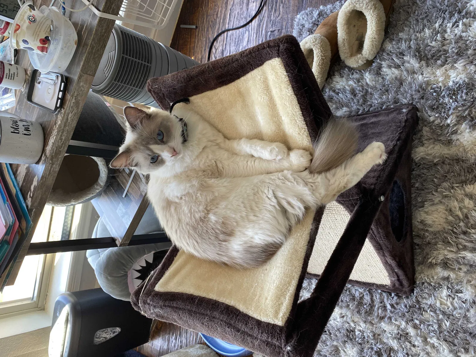 Lost cat in Red Oak, TX, 75154